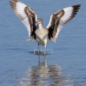 Willet by Sandra Blair - Animals Birds