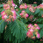 Silk tree or Mimosa