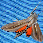 Caicus Sphinx Moth