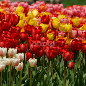 Field of tulips by Patricia Tracy - Flowers Flower Gardens