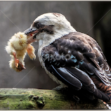 Kookaburra by Renos Hadjikyriacou -  