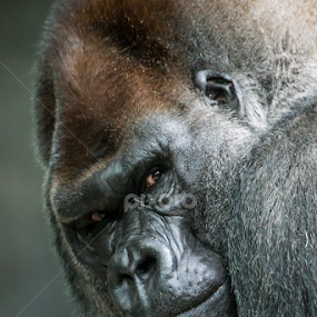 Western Lowland Gorilla by Abeselom Zerit - Animals Other Mammals