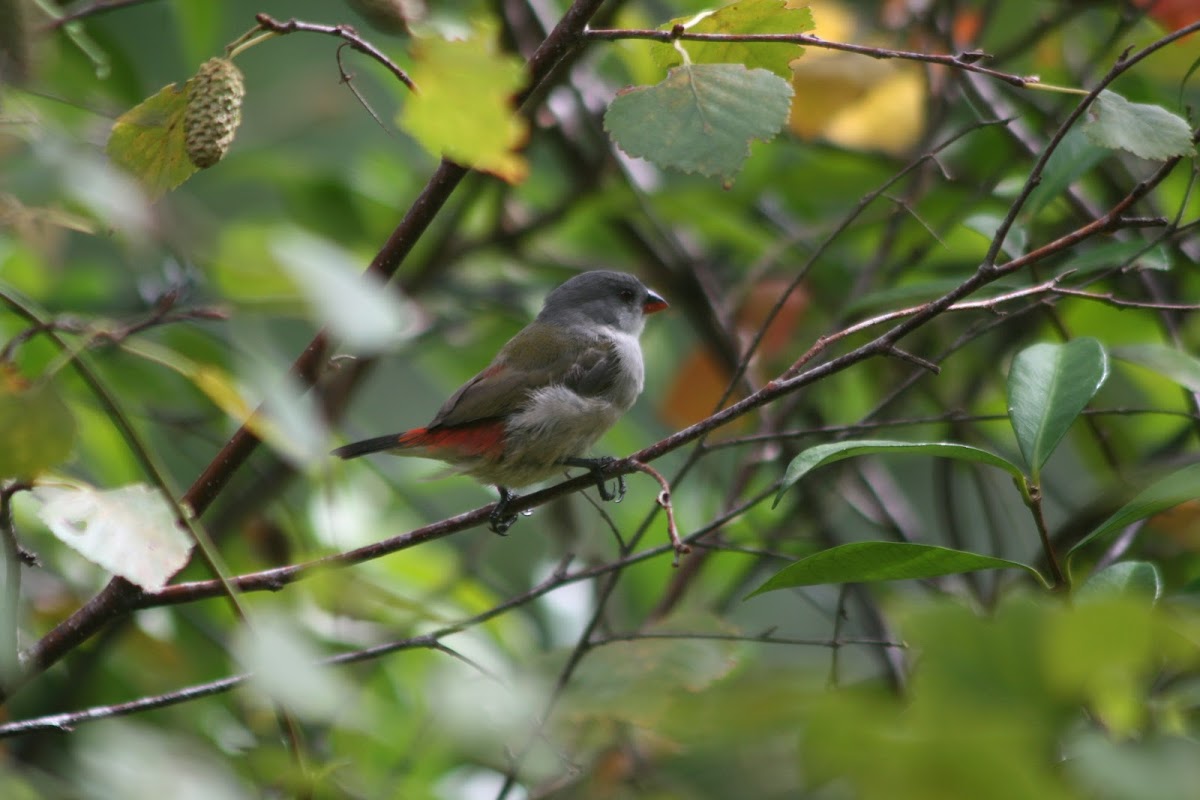 Swee Waxbill