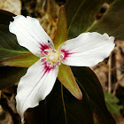 White Trillium