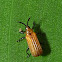 Hispinae beetle