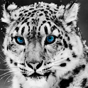 Snow Leopard Live Wallpaper icon