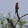 Southern Carmine and European Bee-eaters