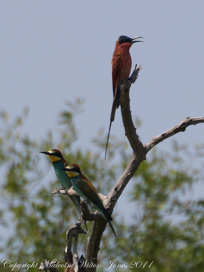 Southern Carmine and European Bee-eaters
