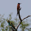 Southern Carmine and European Bee-eaters