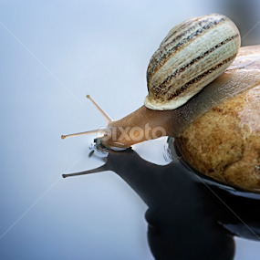 drink snail by Youssef Elboukhari - Animals Insects & Spiders