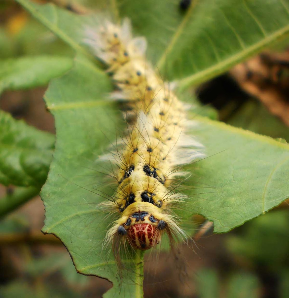 tussok moth caterpillar