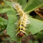 tussok moth caterpillar