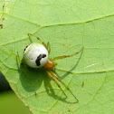 Kidney Garden Spider or Pale Orb Weaver