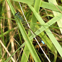 Eastern Forktail (male)