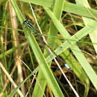 Eastern Forktail (male)