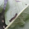 Young Gypsy Moth Caterpillar