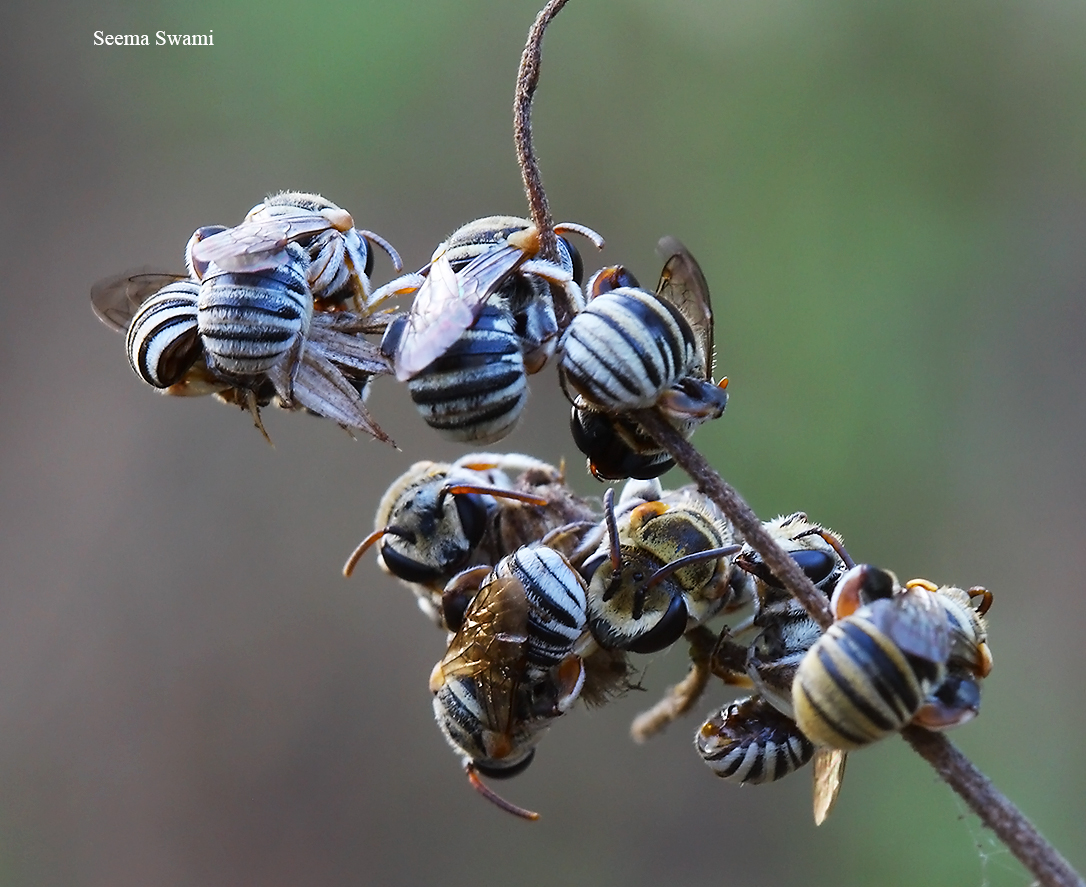 Roosting male bees