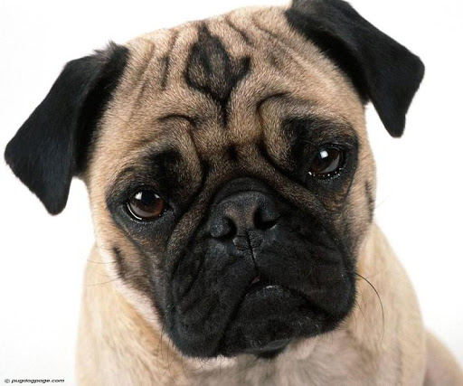 Pug Dog Wallpaper