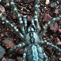 Rameshwaram Ornamental Spider