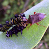Monarch Caterpillar & Predatory Stink Bug