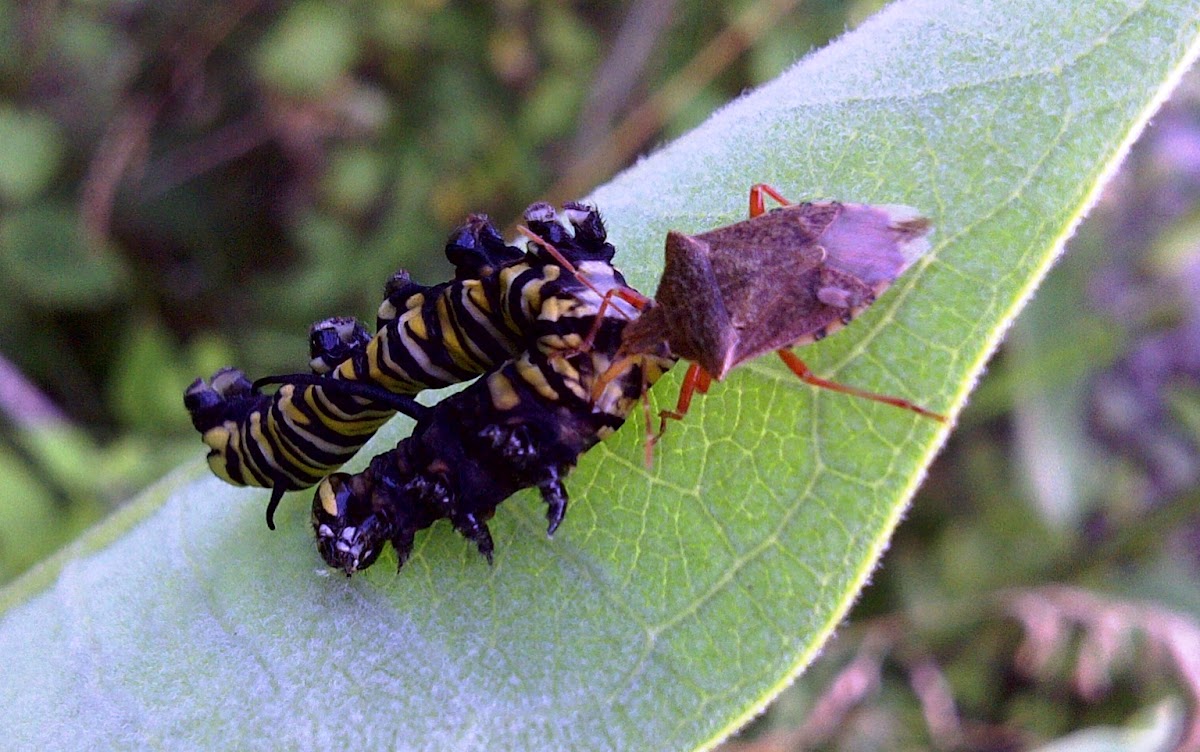 Monarch Caterpillar & Predatory Stink Bug