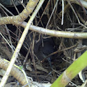 Wedge-tailed Shearwater