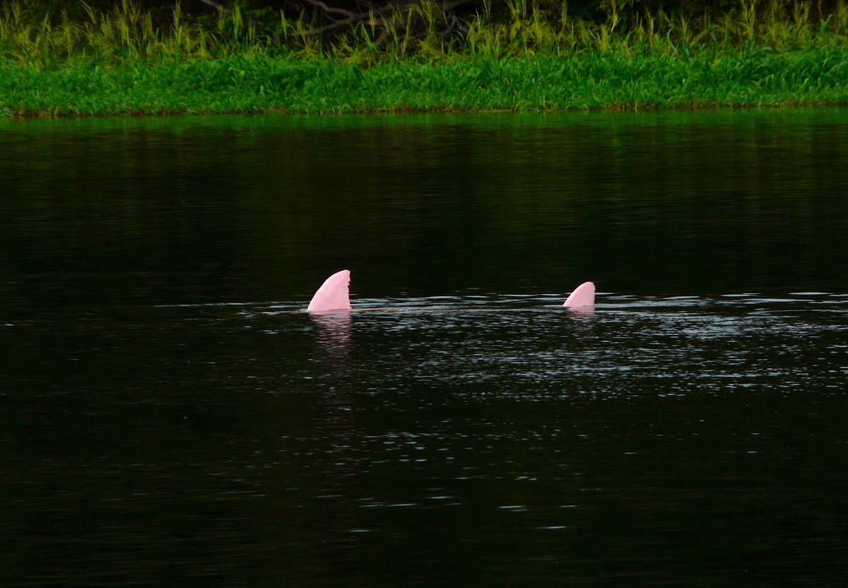 Pink Freshwater dolphin