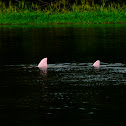 Pink Freshwater dolphin
