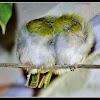 Common Tailor bird- Roosting