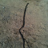Hypsiglena torquata. Night snake