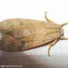 Banded tussock moth