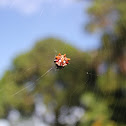 Asian spiny backed spider