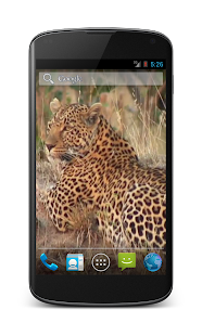 Leopard Free Video Wallpaper
