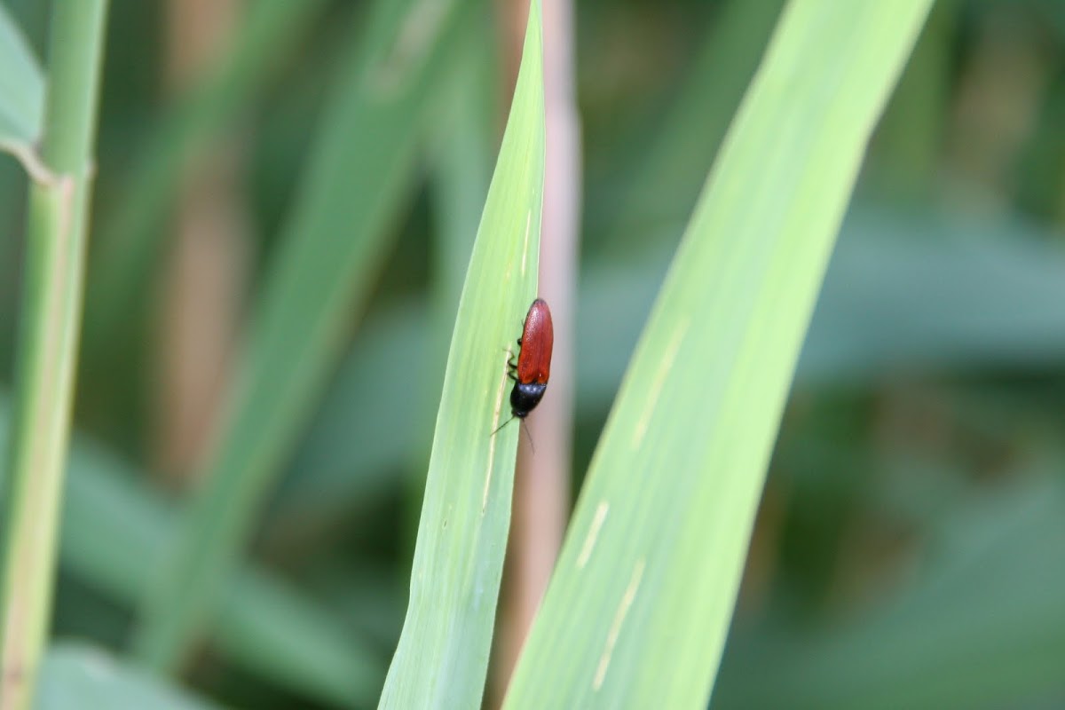 Click Beetle (Schnellkäfer)