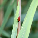 Click Beetle (Schnellkäfer)