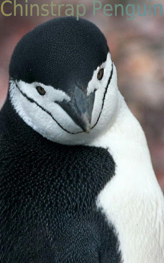 【免費教育App】Penguins of Antarctica-APP點子