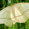 Confused Eusarca Moth