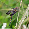 Black Saddlebags dragonfly