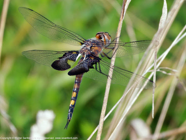 Black Saddlebags dragonfly Project Noah