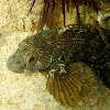 Ringneck blenny. Moma (librea oscura)