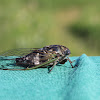 Dogday Harvestfly or Annual Cicada
