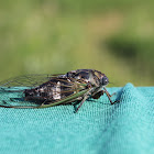 Dogday Harvestfly or Annual Cicada