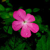 Pink Impatiens