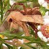 Bicolored Sallow Moth and Crab Spider