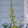 Forsythia Sage