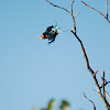 Lilac-breasted Roller