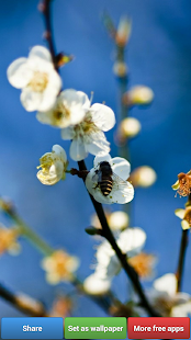 download Wallpaper Bunga-bunga free