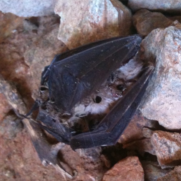 Dead Bat (Specific Species Unknown)