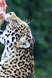 Snow Leopard Puzzle poster 4