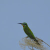 blue cheeked bee eater
